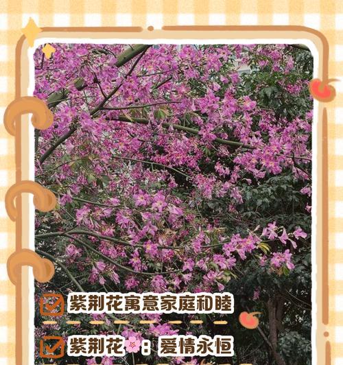 白色紫荆花的寓意是什么？