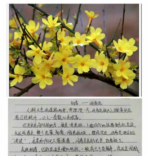 彩色花的故事寓意是什么？它们在文化中扮演什么角色？