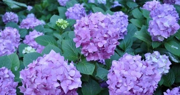 绣球花紫色代表什么？紫色绣球花的象征意义是什么？