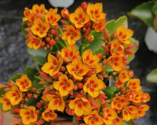 金色长寿花象征着什么？