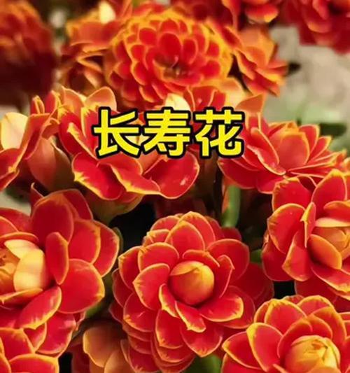 金色长寿花象征着什么？