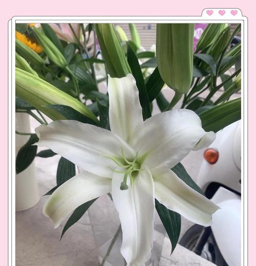 百合花象征健康的句子有哪些？
