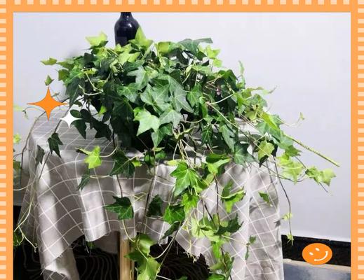 适合送给老人的花有哪些寓意？容易养活的花有哪些？