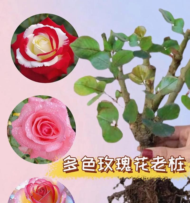三支不同色玫瑰花各自代表什么寓意？