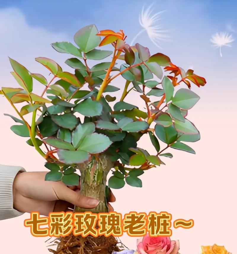 三支不同色玫瑰花各自代表什么寓意？