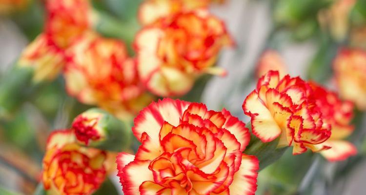 各个季节有哪些花象征母亲？母亲节花卉的寓意是什么？
