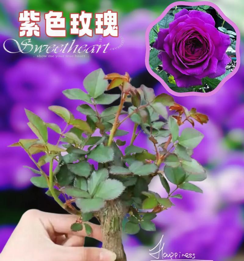 粉紫色的花代表什么？它们在花语中承载着怎样的寓意？