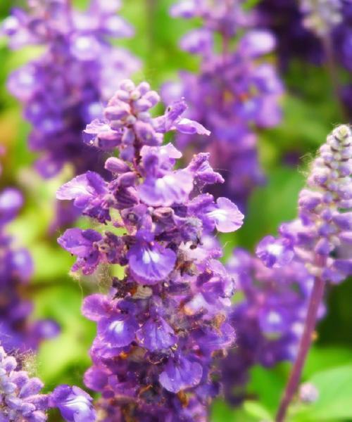 粉紫色的花代表什么？它们在花语中承载着怎样的寓意？