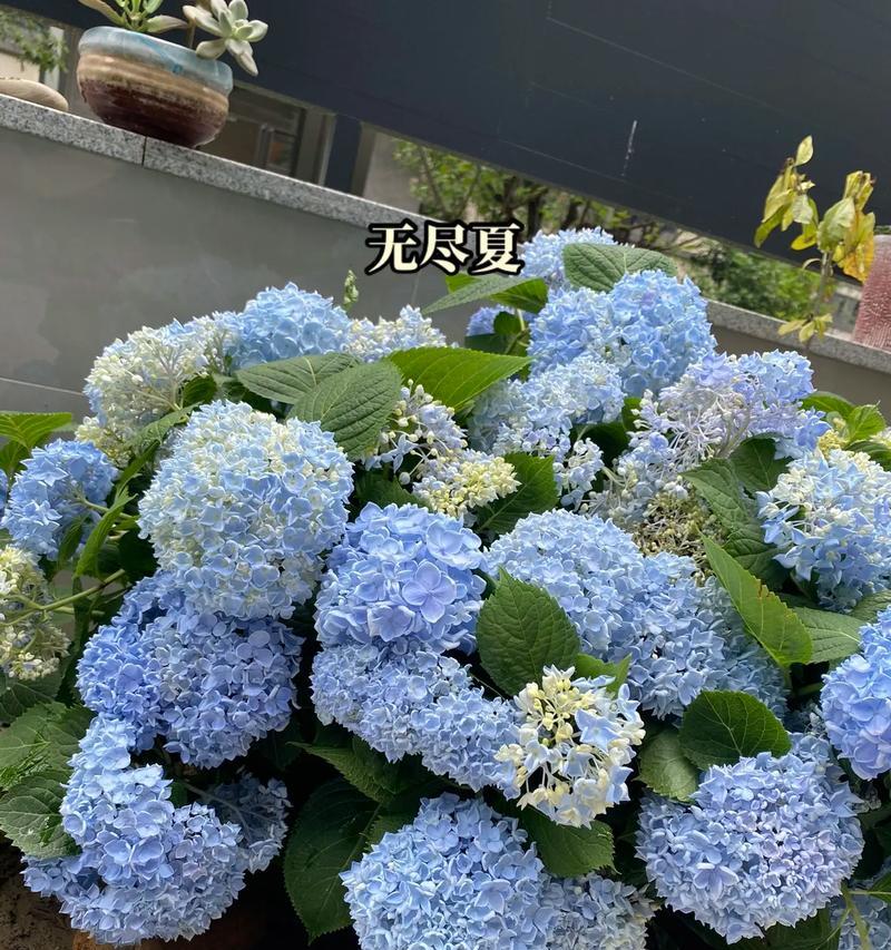 蓝白色绣球花有何寓意？