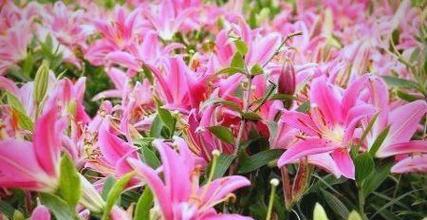 不同节日赋予花的意义和象征是什么？