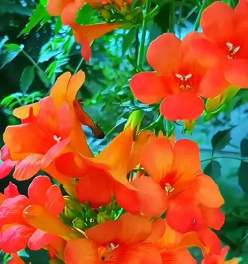 凌霄花象征什么？爱情的象征是什么？
