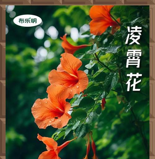 凌霄花象征什么？爱情的象征是什么？