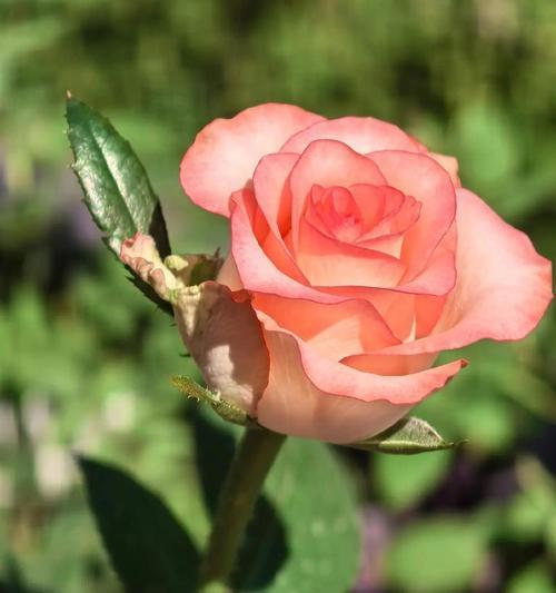 绿色浪漫月季的花语是什么？绿色月季的寓意有哪些？
