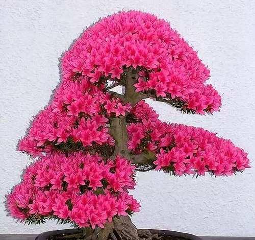 哪些盆栽花寓意浪漫？它们分别象征着什么？
