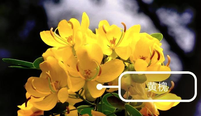 哪些花象征四季？四季花卉的花语分别是什么？