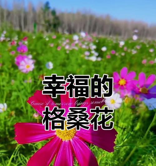 哪种花象征幸福和年轻？幸福年青的花语是什么？