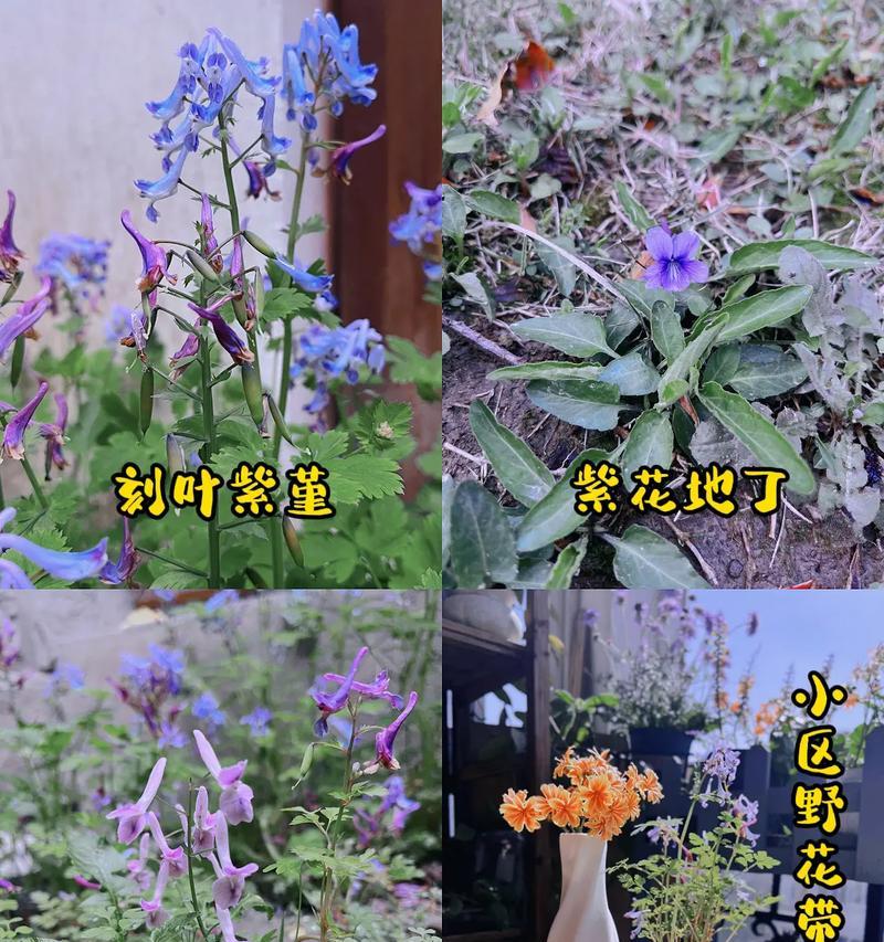 草坪上常见的花有哪些寓意？