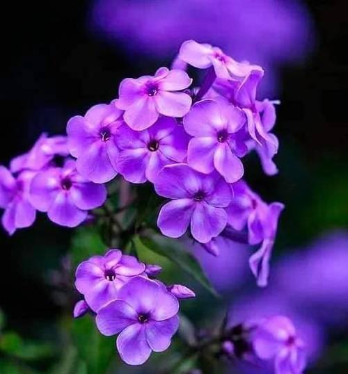 紫色花象征什么味道？紫色花卉的香味有何特点？