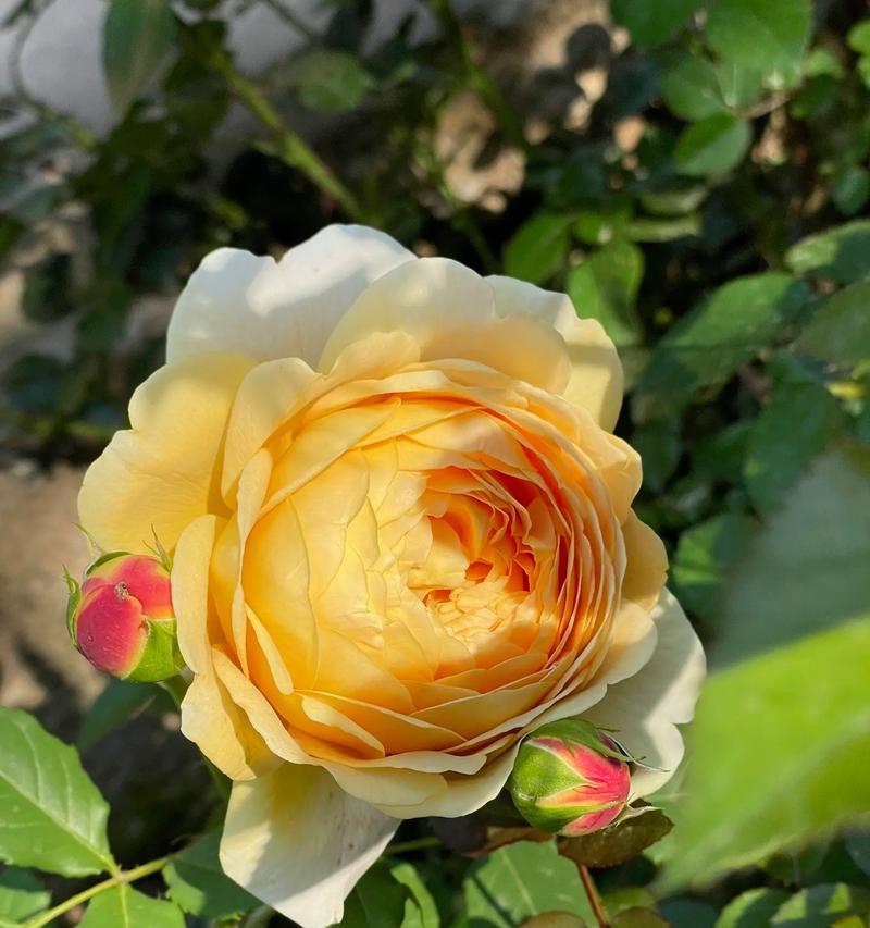 橙色花语枕套有何特别含义？橙色花语枕套的寓意是什么？