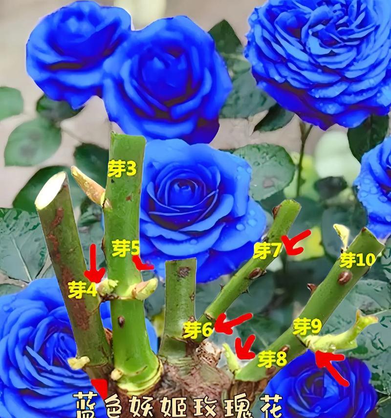 两朵蓝色妖姬花代表什么寓意？