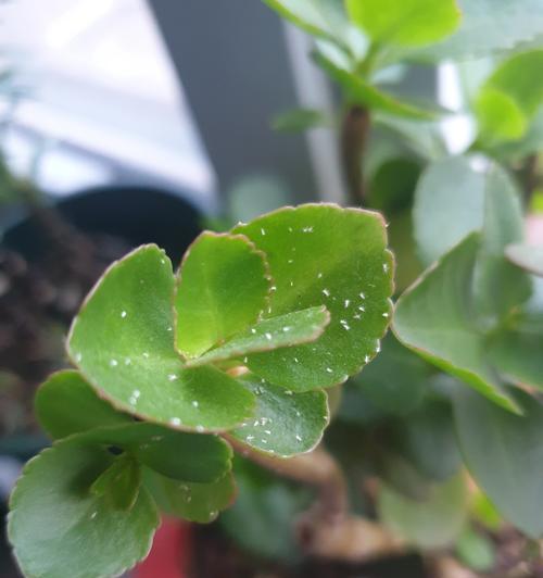 白色小米粒花代表什么含义？