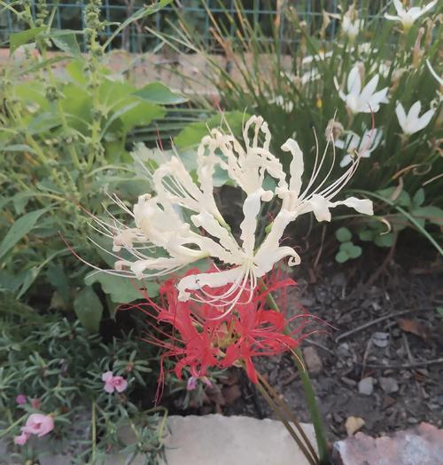 绝望爱情的花象征是什么？
