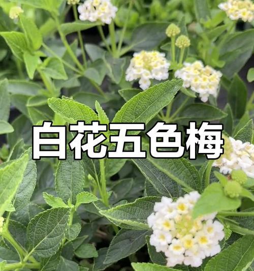 白色五瓣花有什么不好寓意？五瓣花的象征意义是什么？