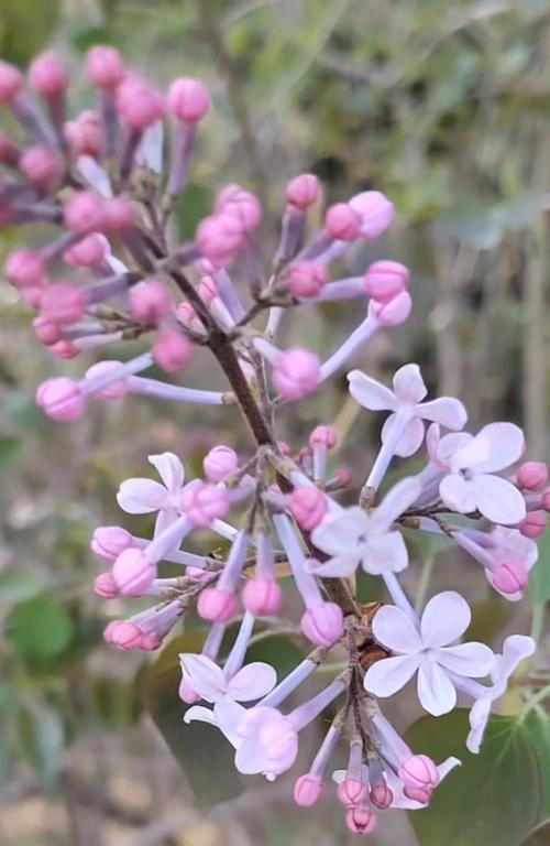 白色五瓣花有什么不好寓意？五瓣花的象征意义是什么？