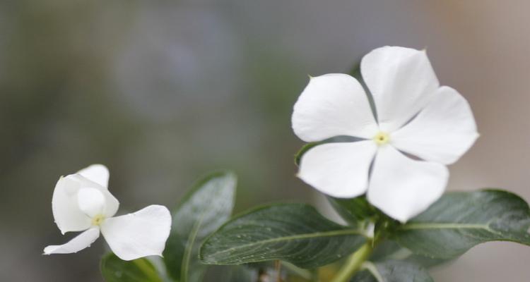白色五瓣花有什么不好寓意？五瓣花的象征意义是什么？