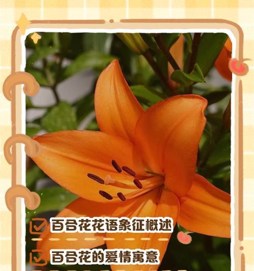 爱情象征的花有哪些？这些花的花语是什么？