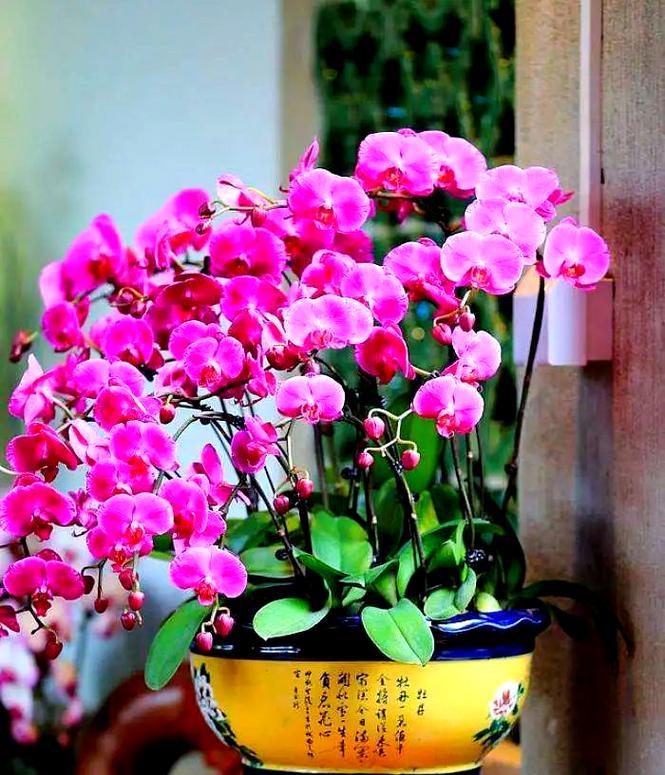 粉色蝴蝶花的寓意是什么？粉色蝴蝶花代表什么？