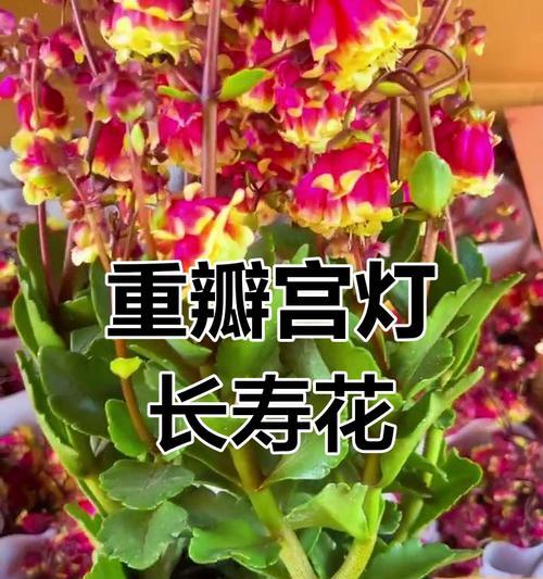 宫灯长寿花代表什么？它的花语有哪些深层含义？