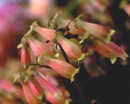 宫灯长寿花代表什么？它的花语有哪些深层含义？