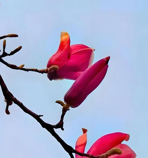 二月的花有哪些文化象征意义？
