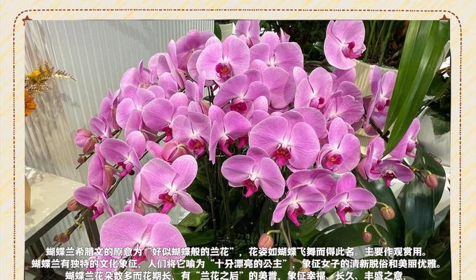 象征富贵的黄色花有哪些？它们各自代表什么含义？