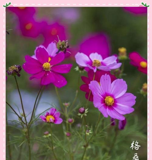 象征爱情的花吗？哪些花最能代表爱情？