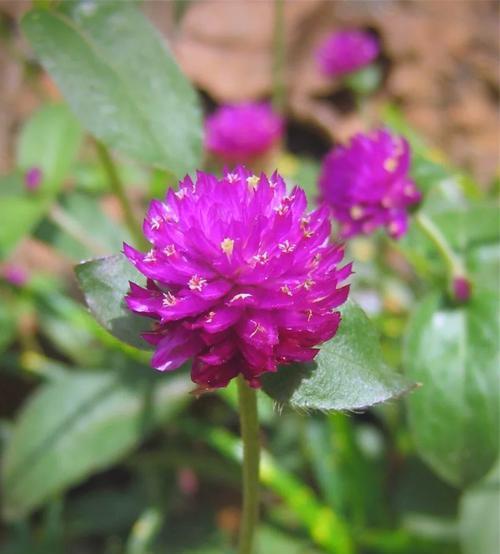 象征爱情的花吗？哪些花最能代表爱情？