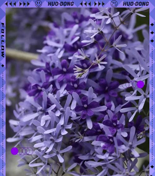 蓝色花象征阳光吗？蓝色花卉的象征意义是什么？