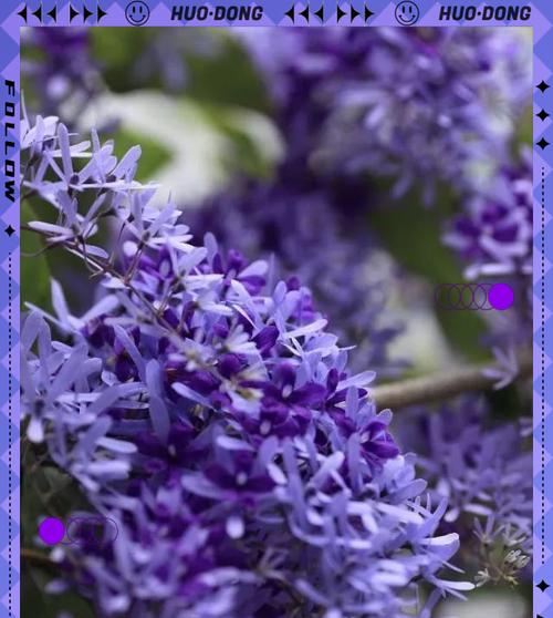 蓝色花象征阳光吗？蓝色花卉的象征意义是什么？