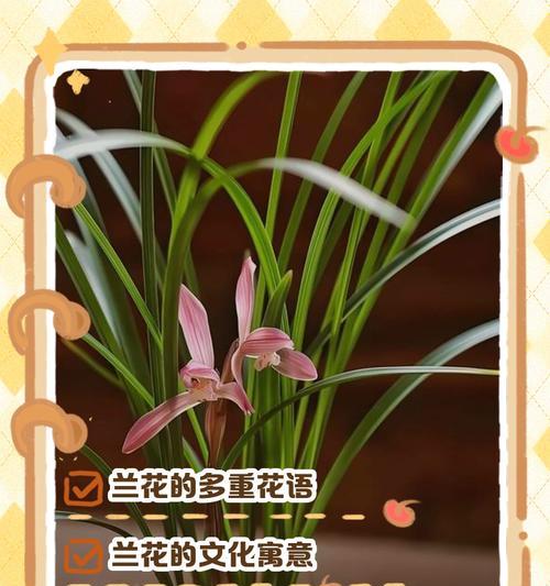 西蓝花象征爱情吗？西蓝花的花语和寓意是什么？