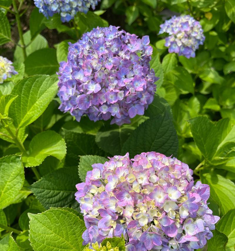 绿色的绣球花寓意什么呢？绣球花在花语中代表什么？
