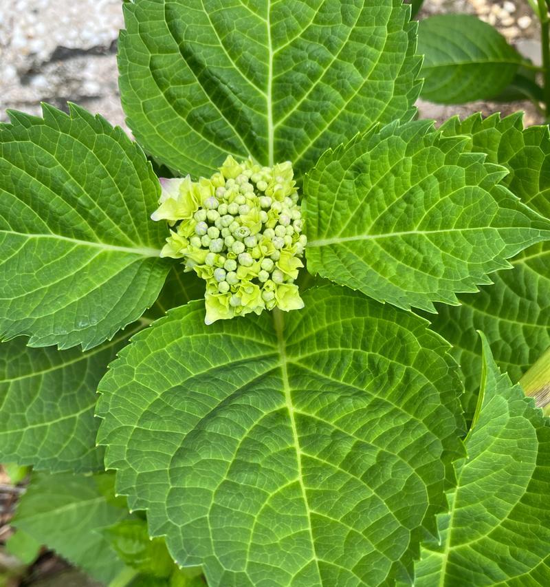 绿色的绣球花寓意什么呢？绣球花在花语中代表什么？