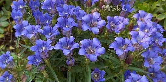 蓝色花的特殊含义：务必真花染色的含义是什么？