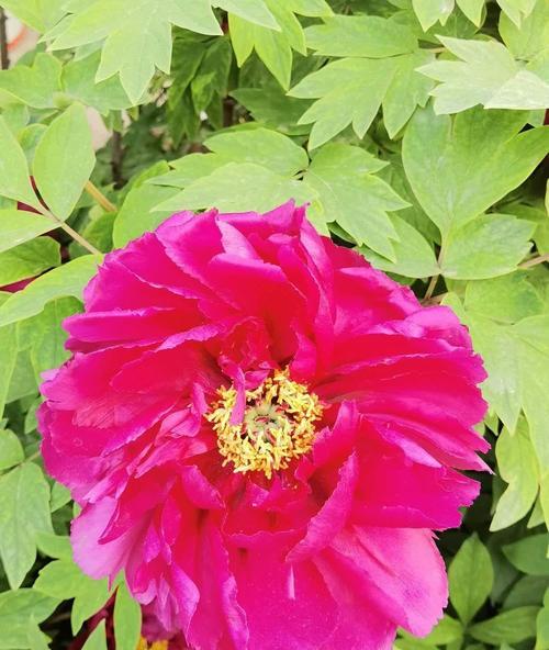 三朵红色牡丹花代表什么？红色牡丹花的寓意有哪些？