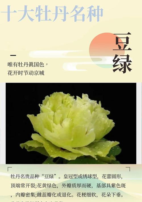 不同颜色的牡丹花代表什么？每种颜色牡丹花的寓意是什么？