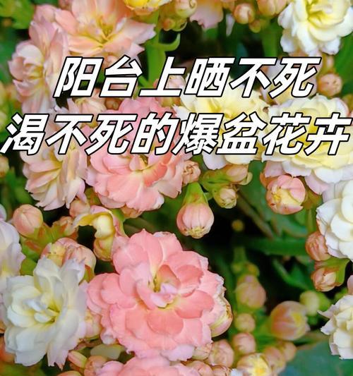 哪些花寓意身体健康？