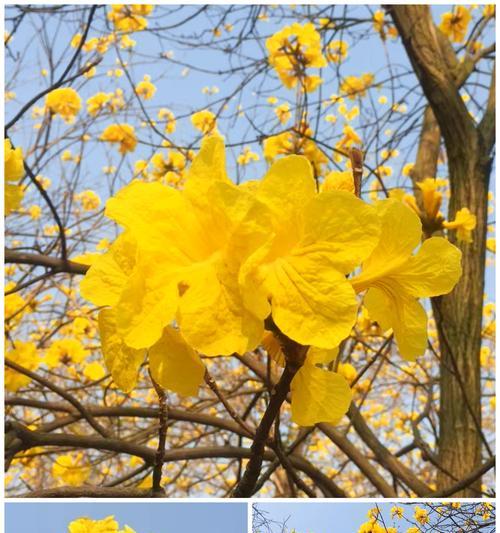 在门口放置黄色的花有什么寓意？