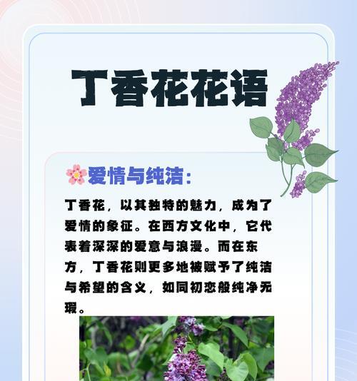 哪些花象征健康？它们的寓意是什么？