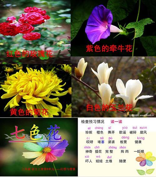 七色花的七种颜色分别代表什么？它们的含义是什么？