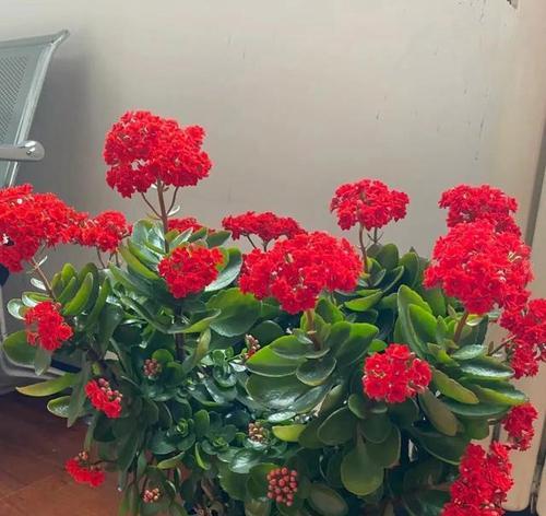 哪种花寓意着开心和健康？